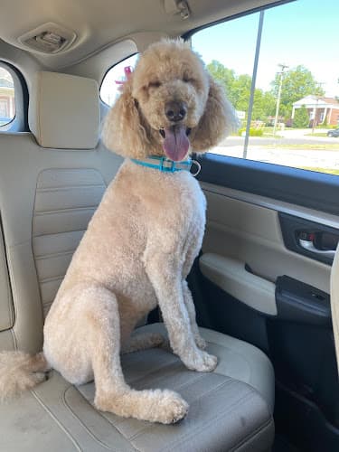 Background for Reynolda Veterinary Hospital