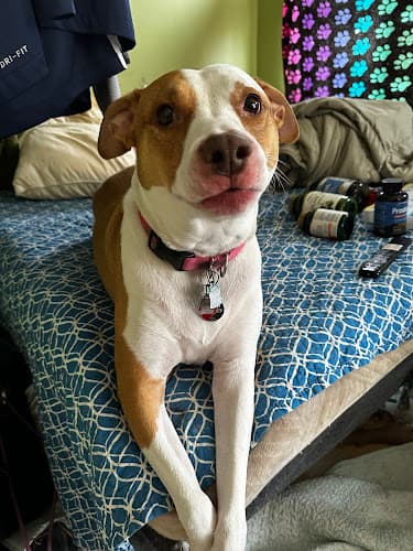 Background for Fairview Heights Animal Clinic