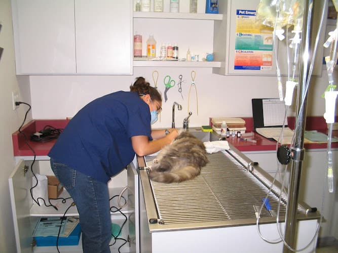 Background for Cat's Meow Veterinary Clinic