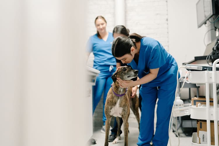 Background for GoodVets South Denver