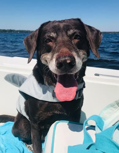 Background for Hahira Veterinary Clinic