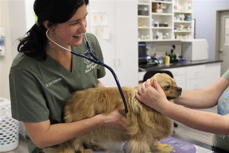 Ridgeview Animal Hospital