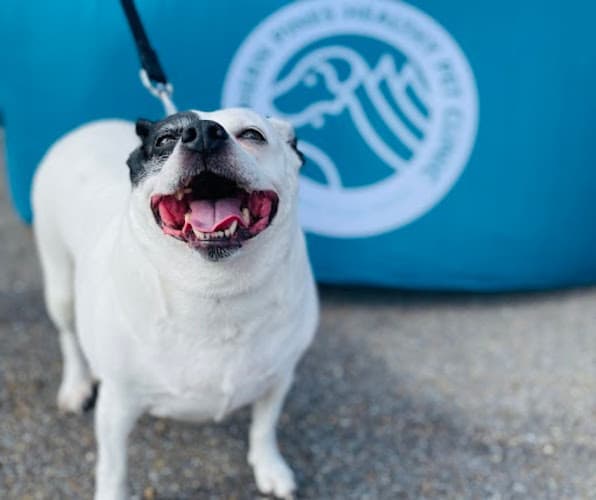 Southern Pines Healthy Pet Clinic - Midtown