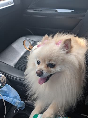 Background for Whitehall Veterinary Services Inc