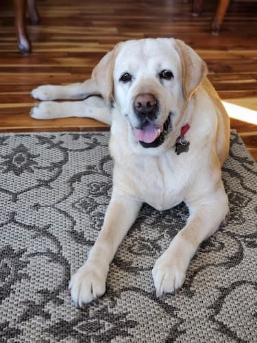 Arbor Hills Veterinary Clinic