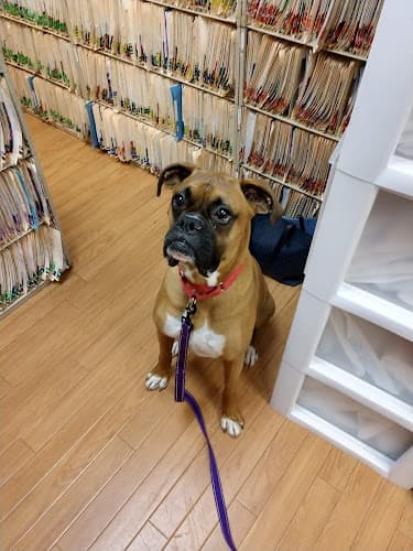 Background for Stanglein Veterinary Clinic