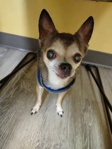 Background for Pennyroyal Small & Exotic Animal Hospital