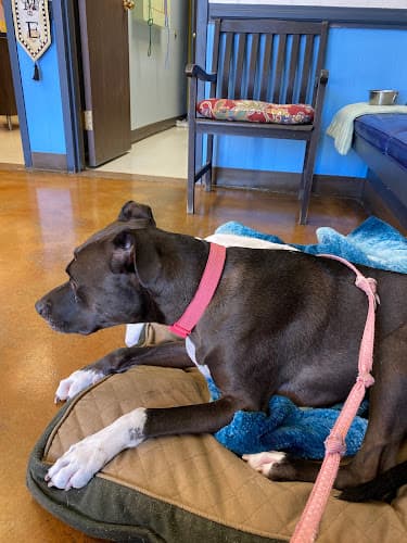 4 Paws Animal Clinic