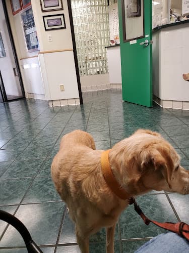 Background for St Louis Veterinary Clinic