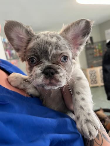 All Creatures Veterinary Care Center