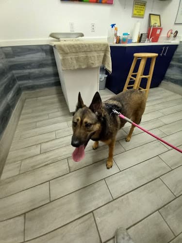 Background for Fort Lauderdale Veterinary Center