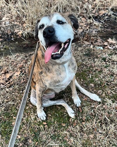 Background for Blout Veterinary