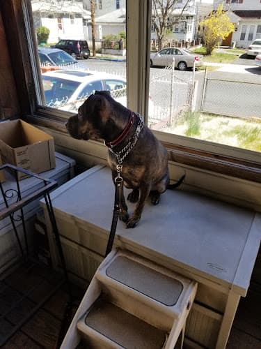 Background for Blue Cross Dog & Cat Hospital