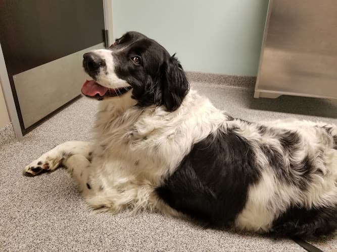 Background for Guernsey Veterinary Clinic