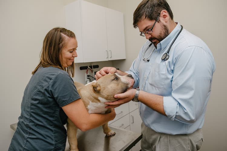 Background for Levy Veterinary Hospital