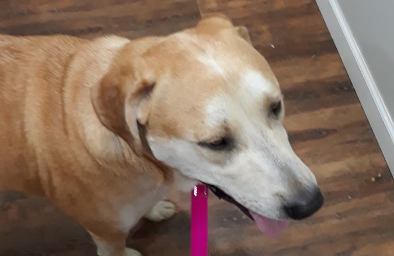 Background for Twin Creek Veterinary Services