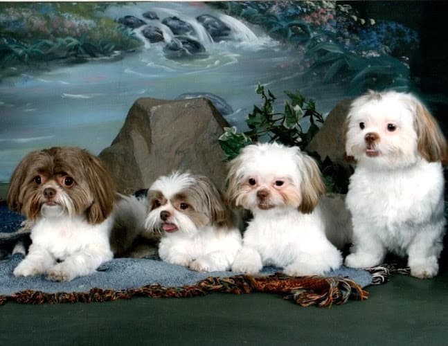 Background for Smithsburg Veterinary Clinic