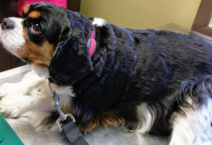 Background for Linn Animal Hospital South