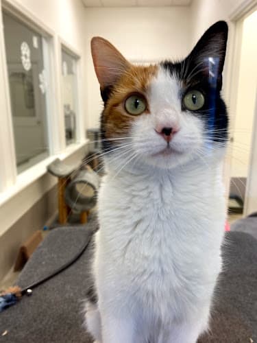 Background for Holmes Feline Clinic