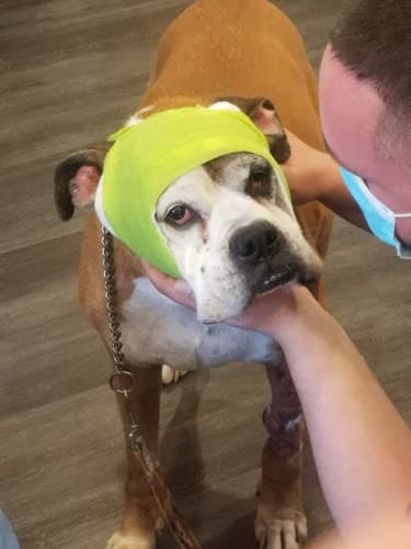 Background for Jaax Veterinary Hospital