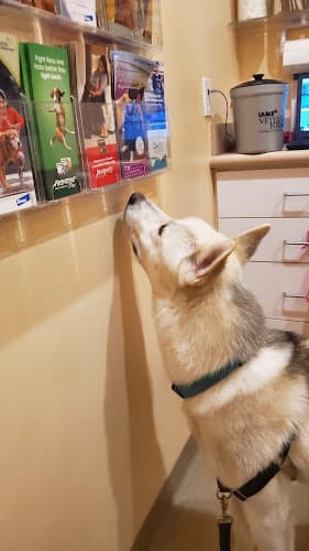 Background for Paradise Veterinary Hospital