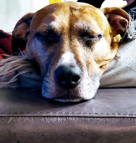 Animal Medical Center of Ontario