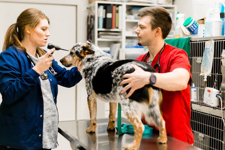 Main St Veterinary Hospital