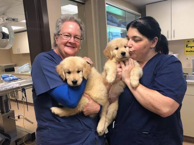 Background for Ramsey Veterinary Hospital