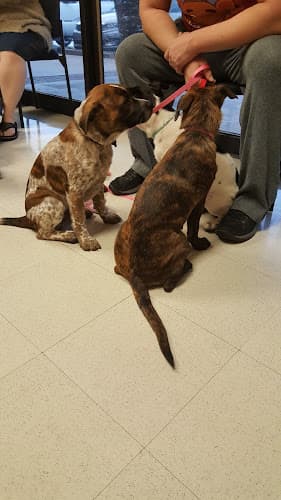 Background for Spay Neuter Clinic: Glendale