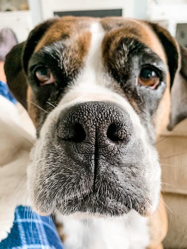 Background for Stand For Animals Veterinary Clinic