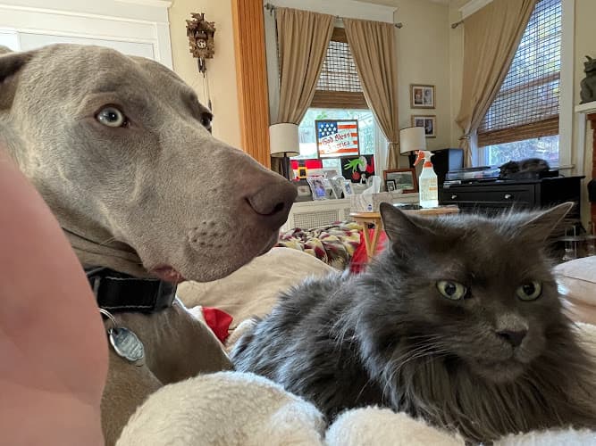 Background for Rockledge Veterinary Clinic