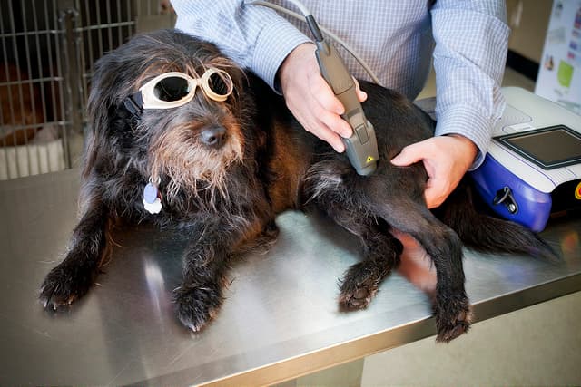 Natchez Trace Veterinary Services - Clinic & Holistic Telemedicine