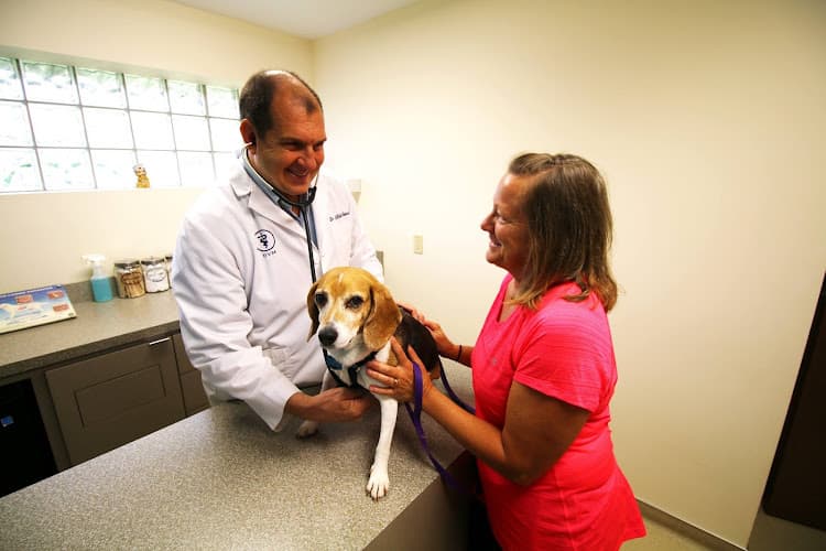 Background for My Best Friend Veterinary Center