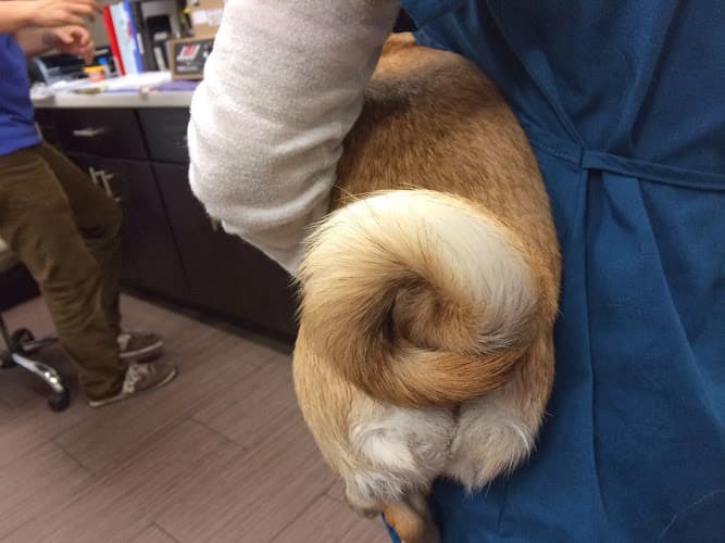 Background for Seven Hills Veterinary Hospital