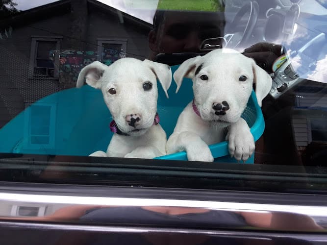 Background for New Carlisle Animal Hospital