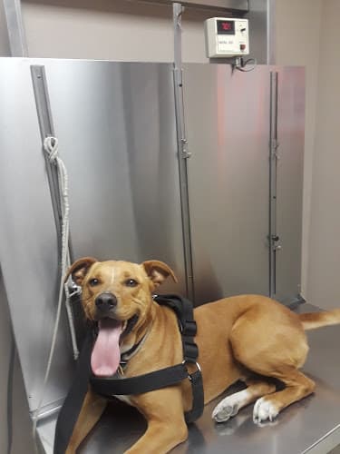 Buckner Animal Clinic