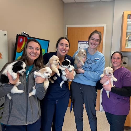 American Animal Hospital