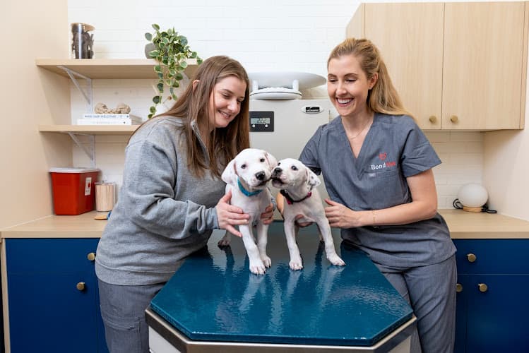 Background for Bond Vet - Hell's Kitchen