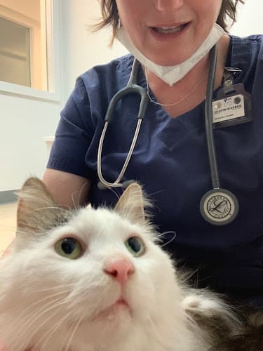 Background for Brilliant Veterinary Care