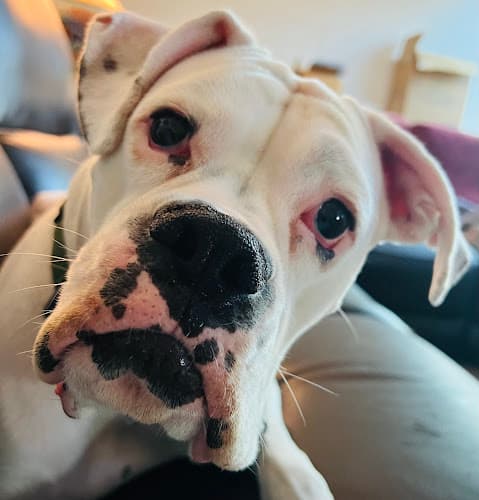 Background for Midway Hollow Pet Clinic