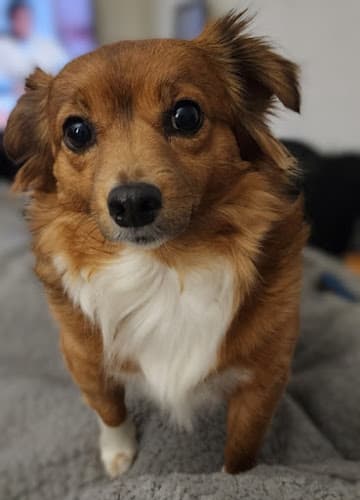 Family Paws Veterinary