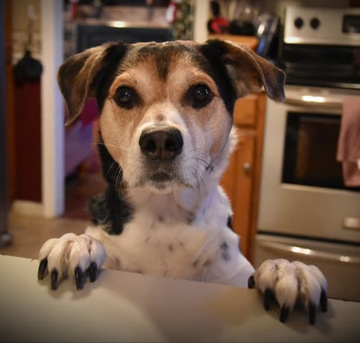 Background for Pet Allergy & Dermatology Specialists (Lehigh Valley Vet Dermatology)