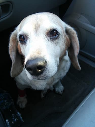 Good Samaritan Pet Doctor