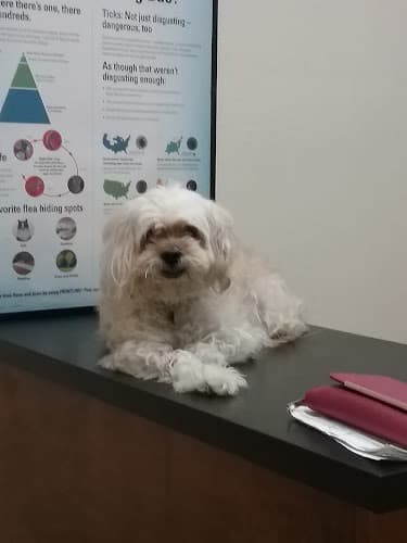 Animal Medical Clinic-Laurens