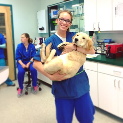 Columbia Pike Animal Hospital & Emergency Center