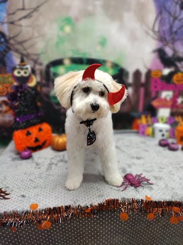 Background for Justin Animal Hospital and Grooming