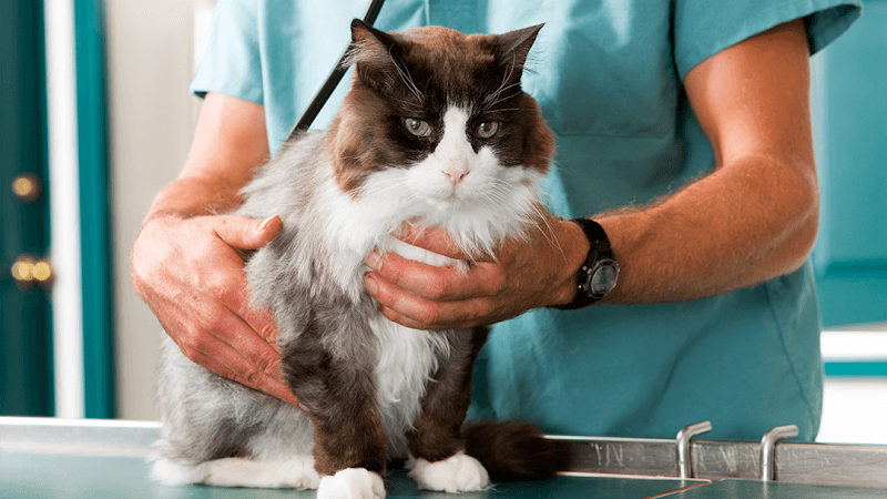Animal Hospital of the Palm Beaches