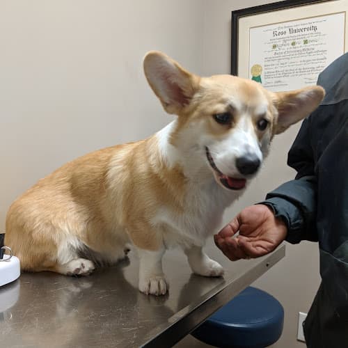 Bensonhurst Veterinary Care