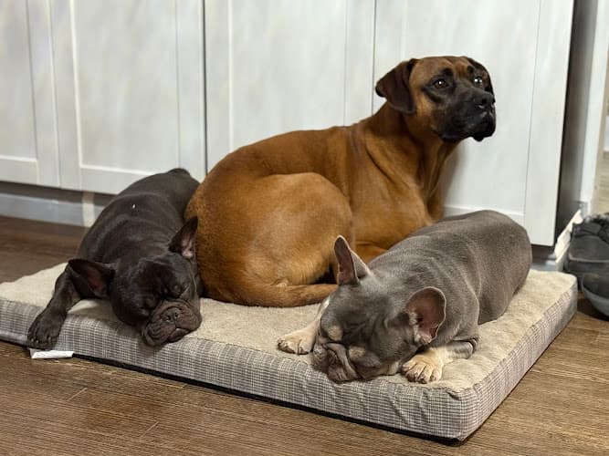 Background for Epic Tails Veterinary Clinic