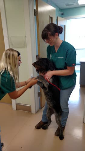 The Animal Hospital of Billings